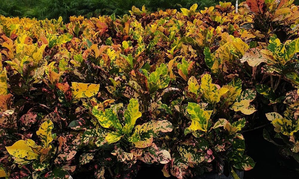 2-A’s Nursery & Landscaping