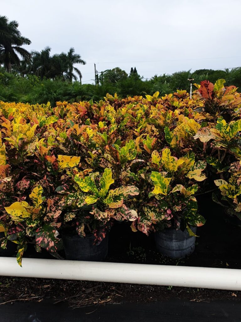 2-A’s Nursery & Landscaping