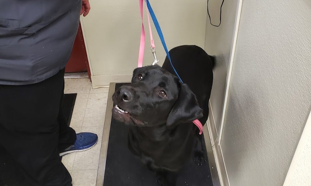 Ellenton Animal Hospital