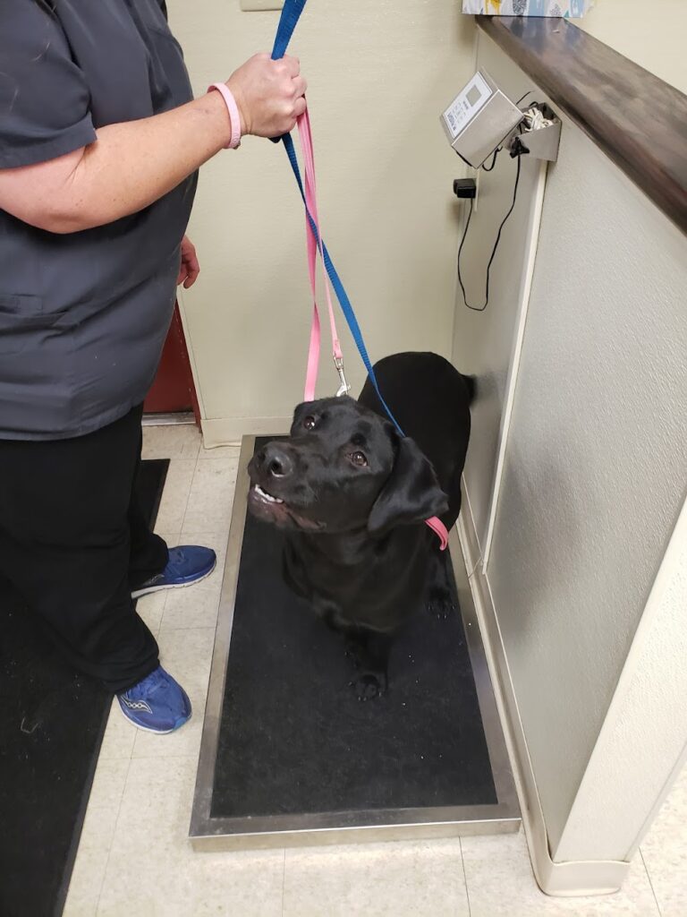 Ellenton Animal Hospital