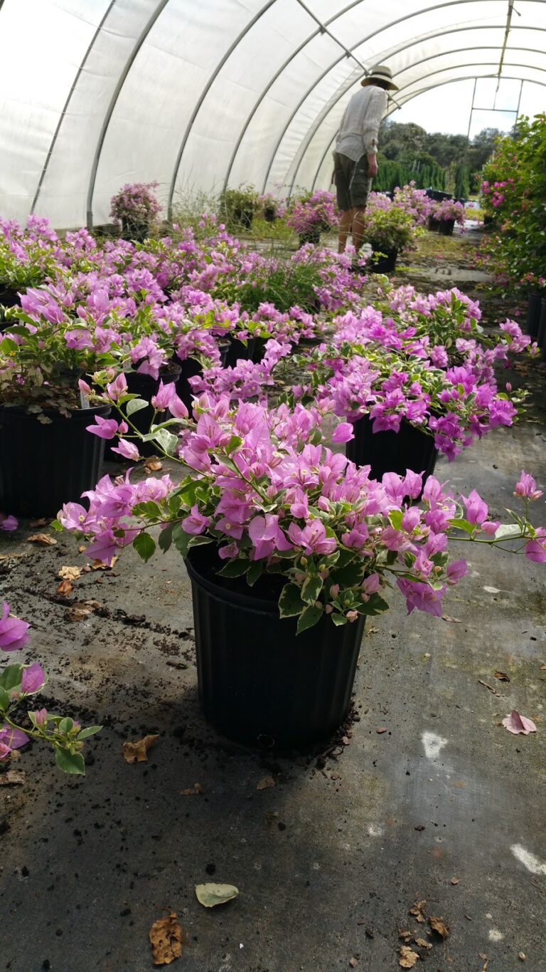 Gamble Creek Growers Inc