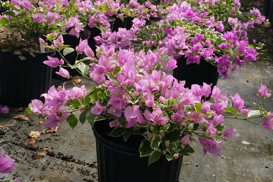 Gamble Creek Growers Inc