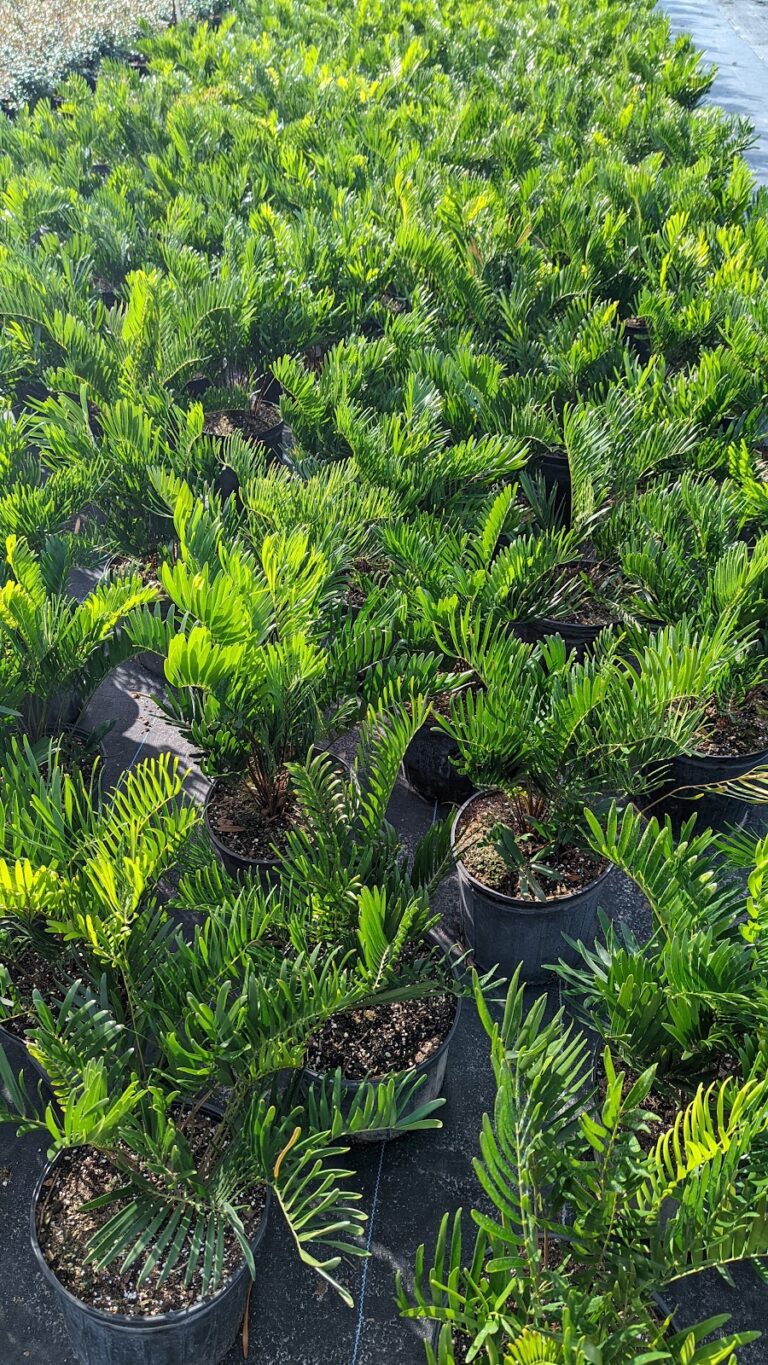 Green Seasons Nursery