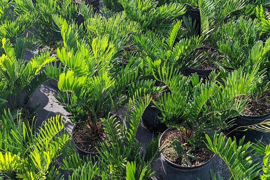 Green Seasons Nursery