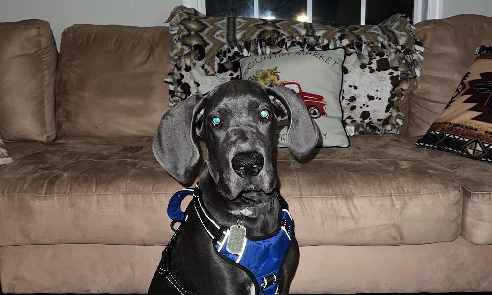 Parrish Veterinary Clinic & Urgent Care