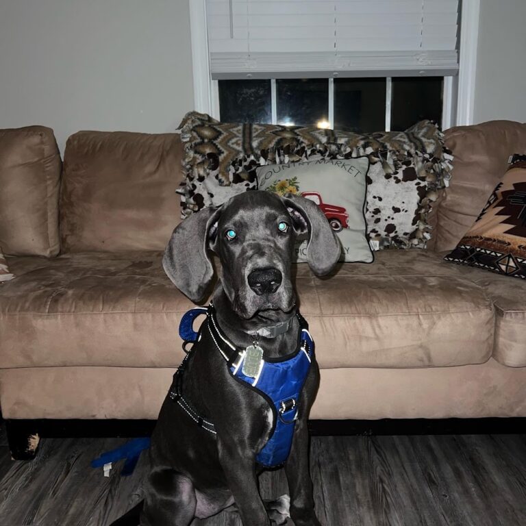 Parrish Veterinary Clinic & Urgent Care