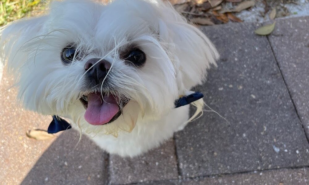 See Spot Grooming Parrish